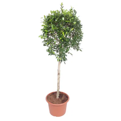 Produktbild von Fíkus čínský - Ficus Nitida - pokojová rostlina - 170cm - ø40cm