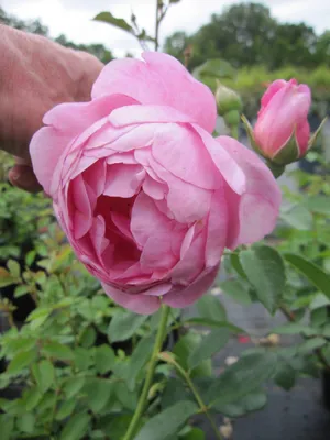 Produktbild von Rosa Royal Jubilee ® - Englische Rose Royal Jubilee ® - Austin Rose