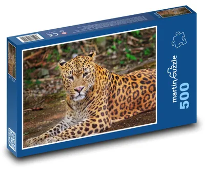 Obrázek produktu pro Puzzle 500 Leopard v divoké přírodě - martinpuzzle