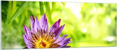 Produktbild von Bilder auf glas - Asien spa bambus blume - 140x50cm - Glasbilder - Wandbilder - Kunstdruck - zum Aufhängen bereit - Wanddekoration aus Glas - Glas Bilder - Wandbild auf Glas - GAB140x50-2476
