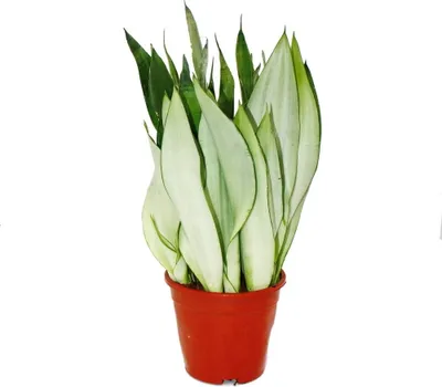 Produktbild von Sansevieria trifasciata "Moonshine" silberner Bogenhanf Solitärpflanze im 17cm Topf ca. 50cm hoch