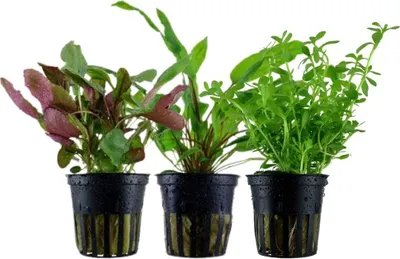 Produktbild von Pflanzen Set mit 3 Mittelgrund Topf Aquarium Wasserpflanzen AquaOne Nr.229