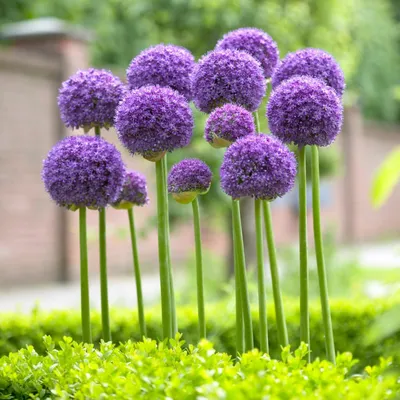 Produktbild von Allium Zwiebeln Winterhart Mehrjährig - Globemaster - 5 Blumenzwiebeln - Allium Giganteum Zwiebeln - Duftende Pflanzen aus Holland für Garten, Topf (große Knollen, kein Samen, nicht künstlich)