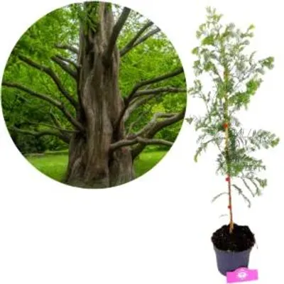 Imagen del producto de Metasequoia glyptostroboides, ciprés chino de pantano, altura de 90 cm, maceta de 2 litros