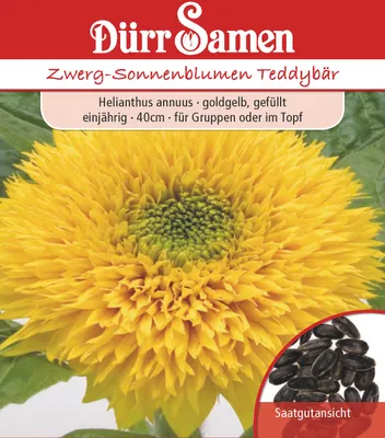 Produktbild von Zwergsonnenblume Teddybär | Zwergsonnenblumensamen von Dürr Samen