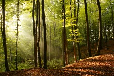 Obrázek produktu pro Fototapeta - Forest 375x250cm - Netkaná tapeta