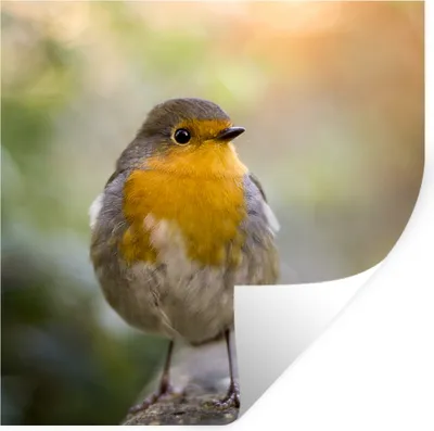 Produktbild von MuchoWow® Wandtattoo Wandsticker Wandaufkleber Vögel - Rotkehlchen - Baum 80x80 cm Selbstklebend und Repositionierbar - Wierderverwendbar - Selbstklebend