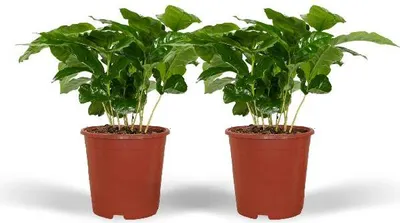 Obrázek produktu pro Kávovník Coffea Arabica, pokojová rostlina, průměr 12 cm, výška 25 cm, 2 rostliny, exotické