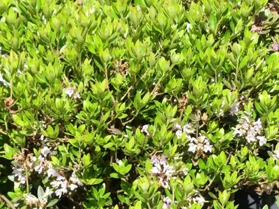 Produktbild von Wild Rhododendron / Alpenrose - Rhododendron myrtifolium 20-25cm