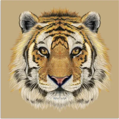Produktbild von MuchoWow® Poster Tiger - Jungtier - Tiere 75x75 cm - Wand Dekoration