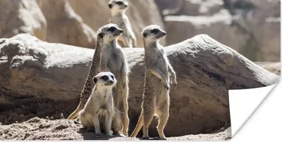 Produktbild von MuchoWow® Poster Familie - Erdmännchen - Tiere 160x80 cm - Foto Poster