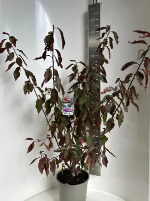 Produktbild von Prunus cerasifera 'Hollywood' - Zierkirsche | 100-120 cm im Topf