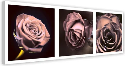Produktbild von Leinwandbild panorama - rosen 150x50 cm Feeby rosa wandbild bereit zum aufhängen