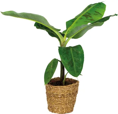 Produktbild von Bloomique - Musa Dwarf Cavendish - Bananenpflanze - Zimmerpflanzen - Luftreinigend - Tierfreundlich - 80-100 cm Hoch - In Seegraskorb 21 cm