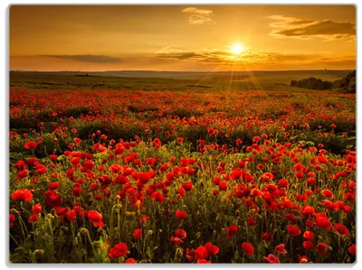 Produktbild von Wallario Glasunterlage, Schneidebrett aus Glas, Größe 30 x 40 cm, Motiv Mohnblumenwiese bei Sonnenuntergang am Abend
