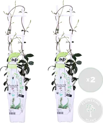 Produktbild von 2er-Set - Trachelospermum Jasminoides - Toskanischer Jasmin - Weiß - Kletterpflanzen - Gartenpflanzen - Winterhart - Immergrün - 50-70 cm - Topf 15 cm
