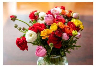 Produktbild von 20 Ranunkeln Ranunculus Bunte Blumen Mischung Blumenzwiebeln