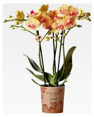 Produktbild von Orchideen | orange Phalaenopsis Orchidee - 35 cm hoch - Topfgröße Ø 9 cm | blühende Zimmerpflanze - frisch vom Züchter