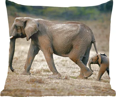 Produktbild von MuchoWow® Zierkissen Sofakissen Wohnzimmer Dekokissen 60x60 cm Elefant - Tiere - Savanne - Natur - Sitzfläche - Foto Polster