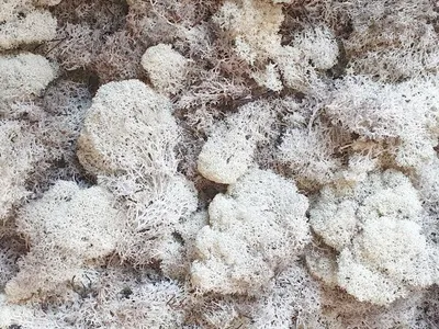 Produktbild von Natürliches Islandmoos, 30g Packung