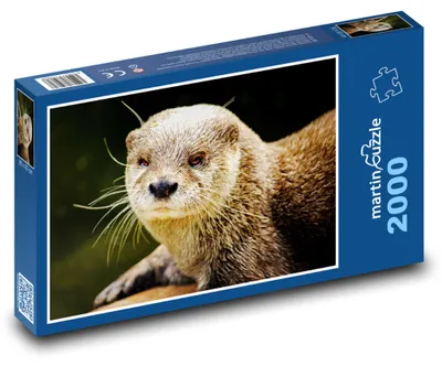 Obrázok produktu pre martinpuzzle - Puzzle 2000 - Vydra - mláda