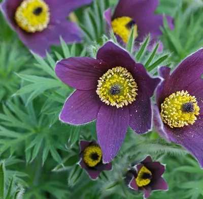 Produktbild von 6 x Kuhschelle - Pulsatilla vulgaris  | Topf 9cm x 9cm