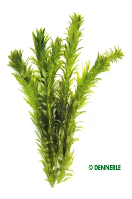 Produktbild von Dichtblättrige Wasserpest - Egeria densa Spezial