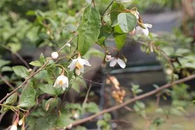 Immagine prodotto di Styrax japonicus - Albero di storace giapponese 50-60 cm - Contenitore