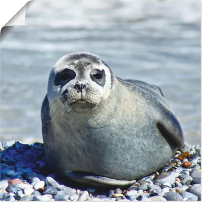Produktbild von ARTland Poster Robbe am Strand von Helgoland Größe: 50x50 cm