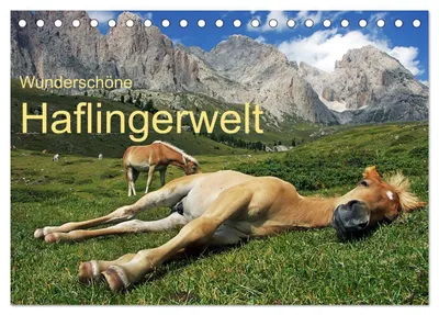 Produktbild von Wunderschöne Haflingerwelt (Tischkalender 2027 DIN A5 quer), CALVENDO Monatskalender