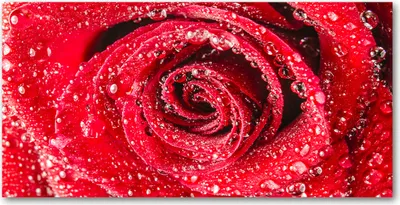 Produktbild von Tulup Glas-Bild -140x70- Wandkunst Dekorative Wand für Küche & Wohnzimmer - Blumen & Pflanzen - Wassertropfen Rose - Rot