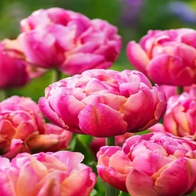 Immagine prodotto di Tulipani Bulbi di fiori Bulbi di fiori Tulipani di rosa Cameo 5 pz.