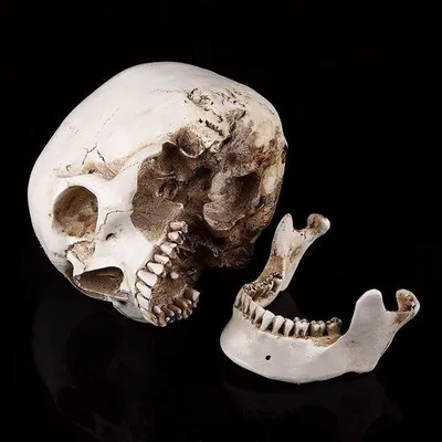 Productafbeelding van Polyurethaan schedelmodel, anatomisch lesmodel, Halloween decoratie met afneembaar onderkaak