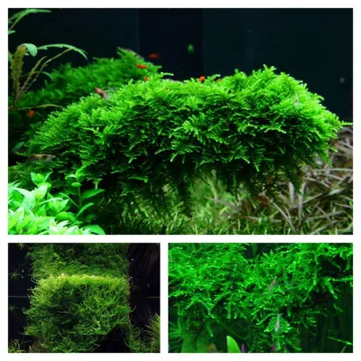 Produktbild von Moos Set mit 3 Tropica in Vitro Pflanzen Aquariumpflanzenset Nr.55