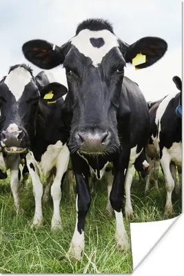 Produktbild von MuchoWow® Poster Kühe - Gras - Frühling - Tiere - Wiese - Bauernhof 120x180 cm - Kunstposter