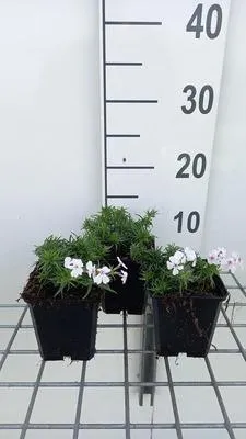 Zdjęcie produktu dla 6 x Phlox (s) 'Amazing Grace' - Flammenblume - Topf 9 x 9 cm