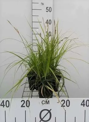 Produktbild von 6 x  Carex osh. 'J.s. Greenwell' - Japansegge J.S. Greenwell - Topf 9 x 9 cm