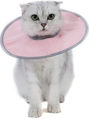 Image de Collier d'attache pour animaux domestiques, collier pour chats, facile à nettoyer,，Rosa, L