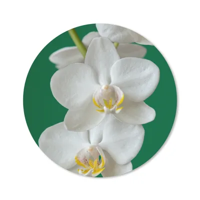 Produktbild von MuchoWow® Mauspad Mousepad Orchidee mit grünem Hintergrund 30x30 cm - Mousepads - Maus Mat - Pad - Mausunterlage - Tischunterlage - Schreibtischmatten