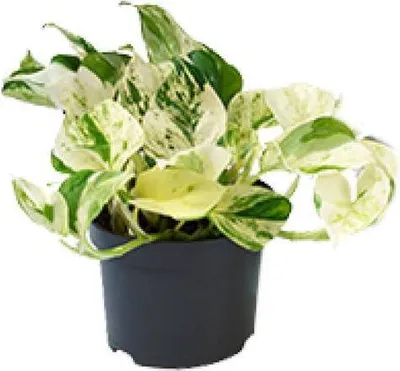 Produktbild von Efeutute Epipremnum Happy Leaf Ø12cm 15cm Panaschierte weiß-bunte Zimmerpflanze