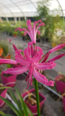 Image de Nerine bowdenii / Lis de Guernesey