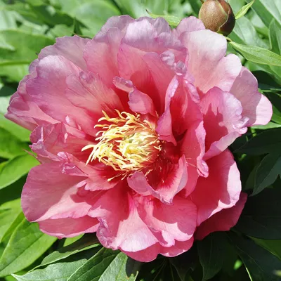 Image de Pivoine arbustive Hillary 1 pièce Pivoines plants plant Pivoine parfumée