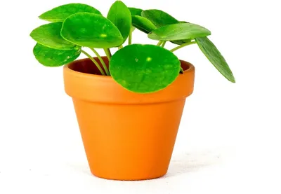 Obrázok produktu pre Gardners Pilea peperomioides, priemer 6 cm