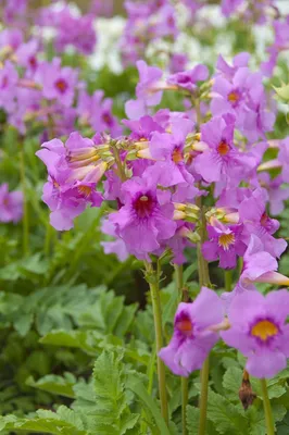 Produktbild von Stauden Gänge 3 x Incarvillea delavayi - Freilandgloxinie / Trompetenblume - Zarte Schönheit - Staude / Winterhart / Mehrjährig