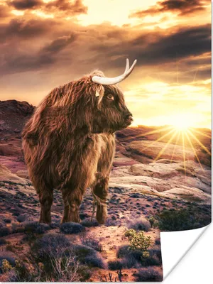 Produktbild von MuchoWow® Poster Schottische Highlander - Sonne - Landschaft 120x160 cm - Wandbilder