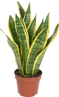 A potted snake plant with variegated green and yellow leaves.