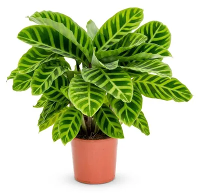 Produktbild von 1x Calathea zebrina P14 H30, KI-generiertes Bild