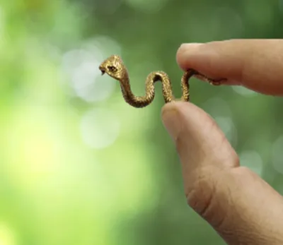 Messingfigur Königskobra – Miniatur-Sammlerstück, 3,8 cm