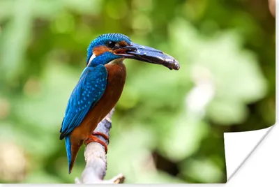 Produktbild von MuchoWow® Poster Eisvogel - Fisch - Baum 180x120 cm - Fotoplakat