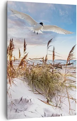 Produktbild von Bild auf Leinwand - Leinwandbild - Einteilig - Möwe Meer Küste - 80x120cm - Wand Bild - Wanddeko - Wandbilder - Leinwanddruck - Kunstdruck - Wanddekoration - Leinwand bilder - Wandbild - PA80x120-4902